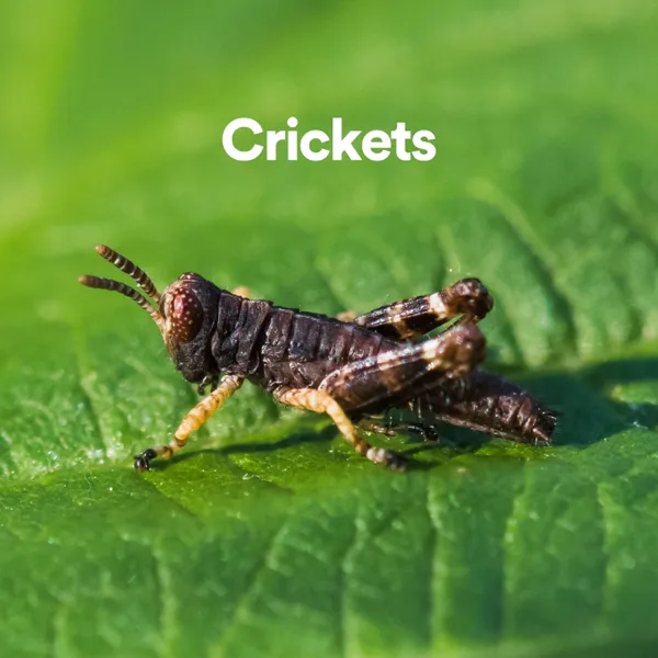 Crickets in Nature — Nature Sounds